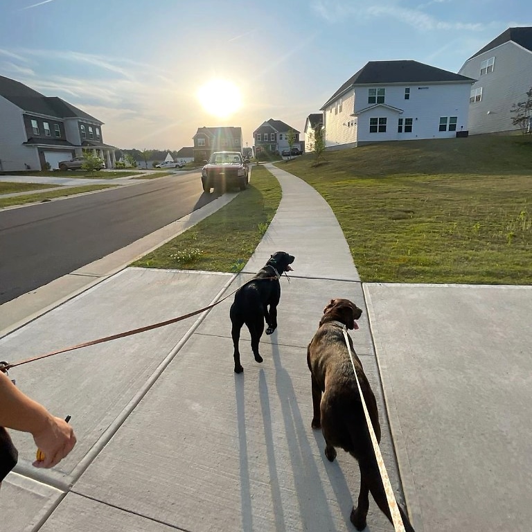 A walker leading a black and a chocolate Labrador along a neighborhood sidewalk at sunset.